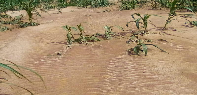 Maize-farm-destroyed-by-floods.