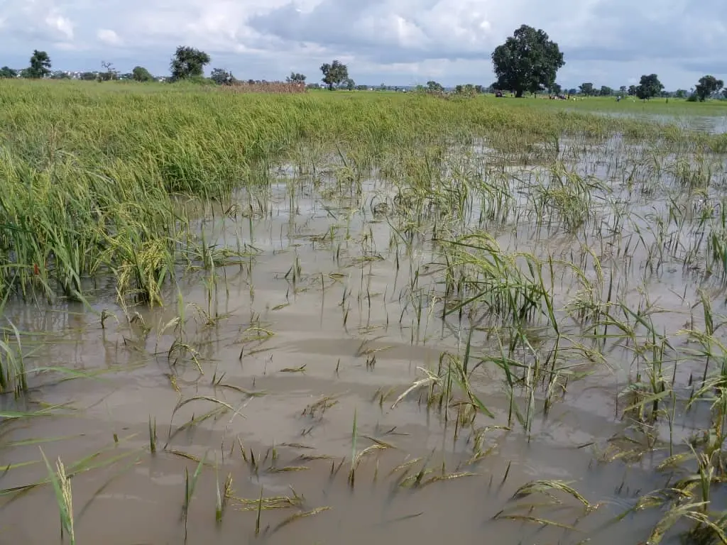 Taraba-Rice-Farm-