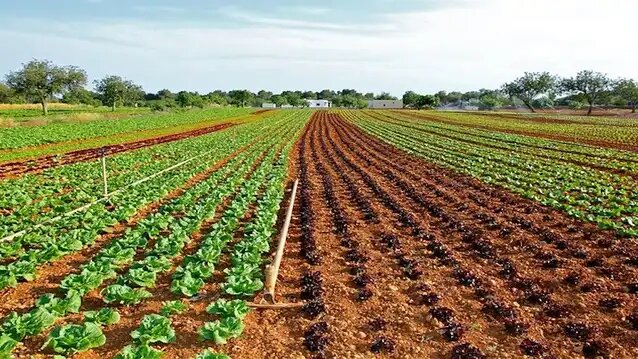 lettuce-field-