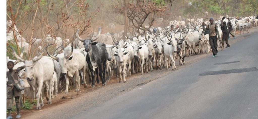 cattle-grazing-